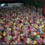 توزیع ۲۵۰ بسته ویژه شب یلدا بین خانواده‌های کم‌بضاعت در یک اقدام جهادی و خیریه