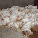 آیا فعالیت واحدهای آلاینده در تلفات سنگین یک واحد مرغداری رفسنجان نقش داشته است؟